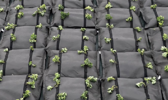 キリン草復路方式