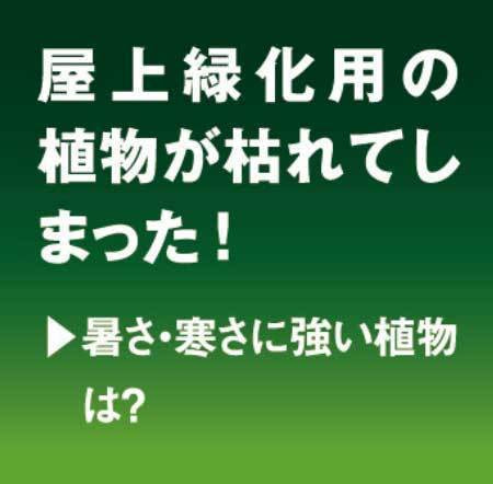 屋上緑化用の植物が枯れてしまった。暑さ・寒さに強い植物は？