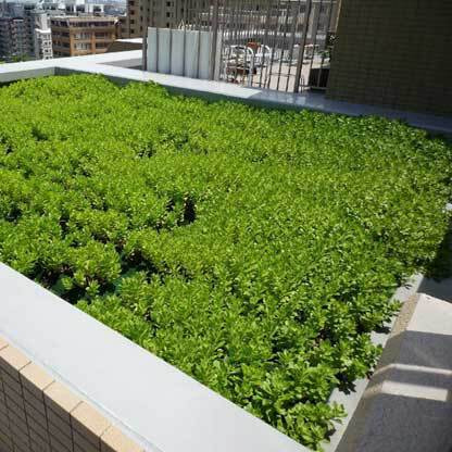 屋上の断熱性を上げる常緑キリン草袋方式